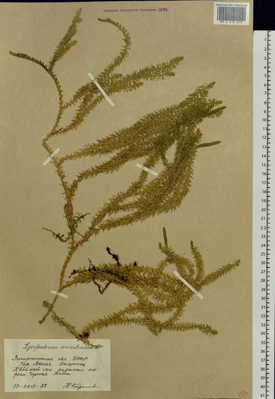 Spinulum annotinum subsp. annotinum, Eastern Europe, West Ukrainian region (E13) (Ukraine)