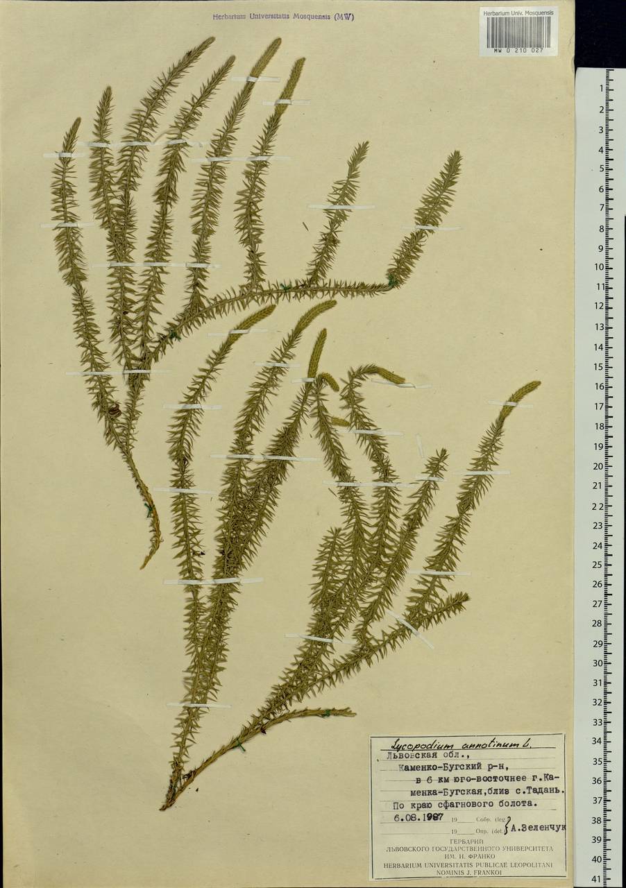 Spinulum annotinum subsp. annotinum, Eastern Europe, West Ukrainian region (E13) (Ukraine)