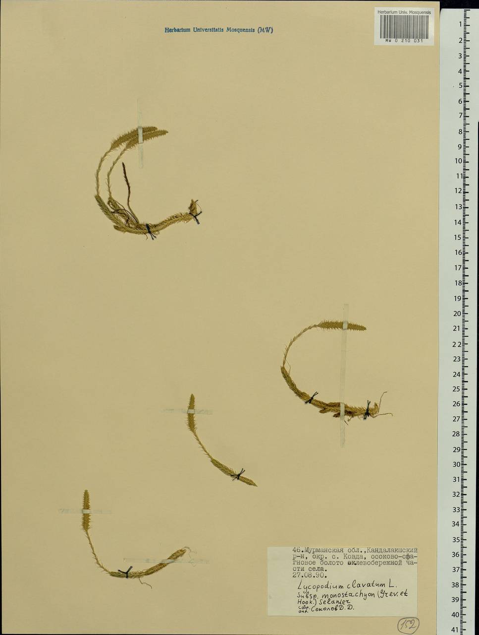 Lycopodium clavatum L., Eastern Europe, Northern region (E1) (Russia)