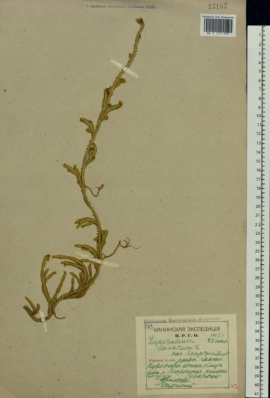 Lycopodium clavatum L., Eastern Europe, Northern region (E1) (Russia)
