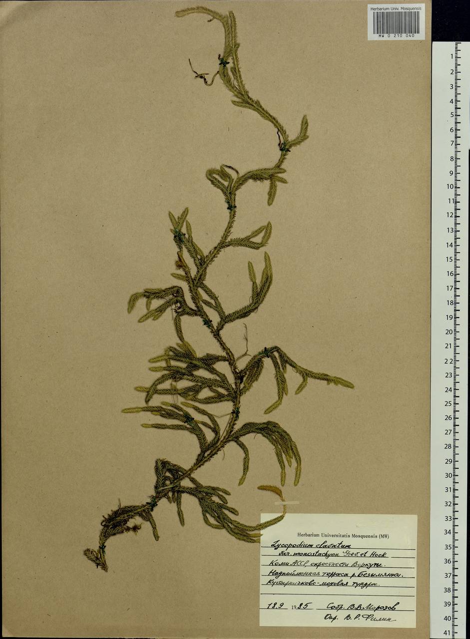 Lycopodium clavatum L., Eastern Europe, Northern region (E1) (Russia)