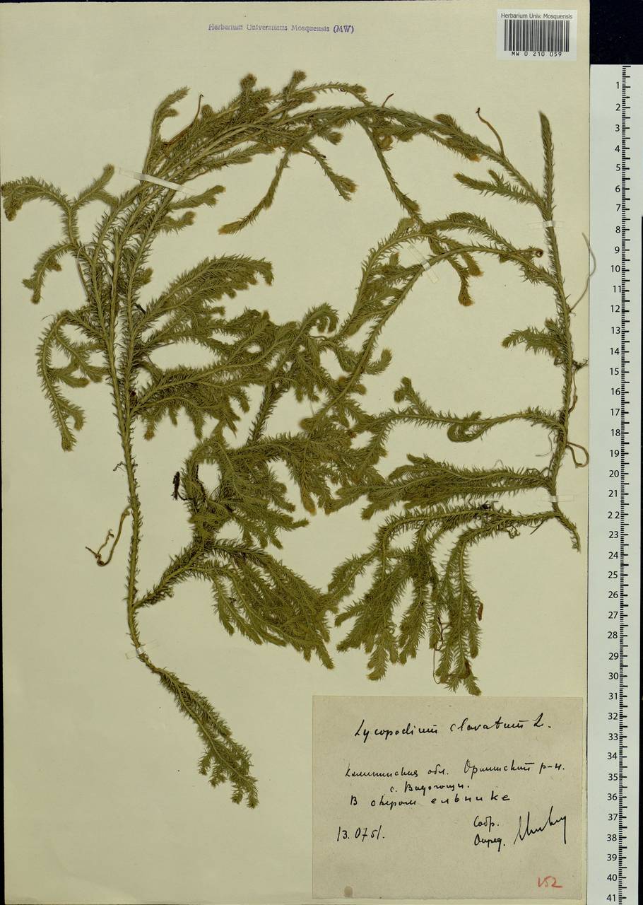 Lycopodium clavatum L., Eastern Europe, North-Western region (E2) (Russia)