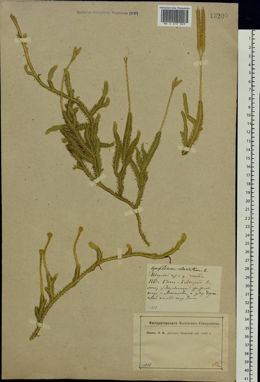 Lycopodium clavatum L., Eastern Europe, North-Western region (E2) (Russia)