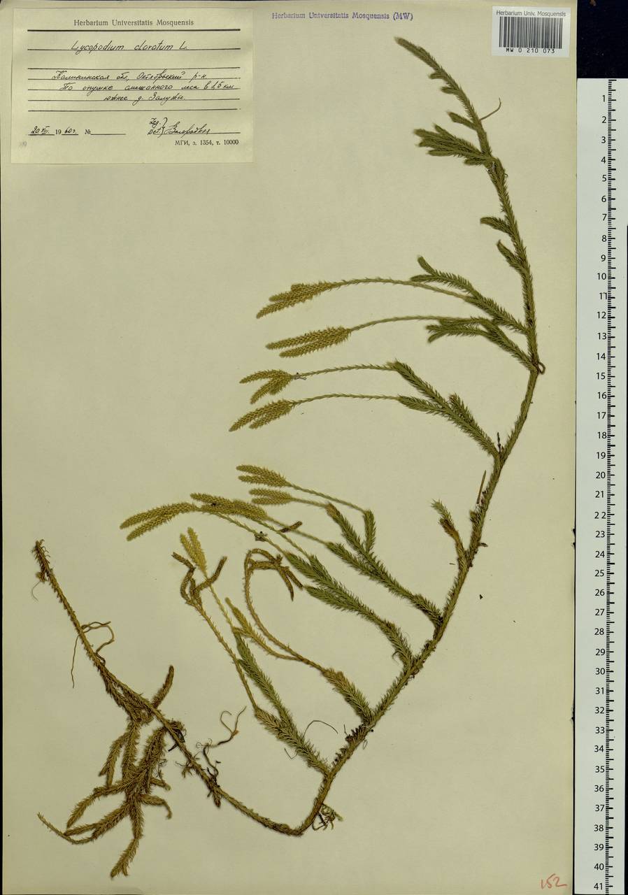 Lycopodium clavatum L., Eastern Europe, North-Western region (E2) (Russia)