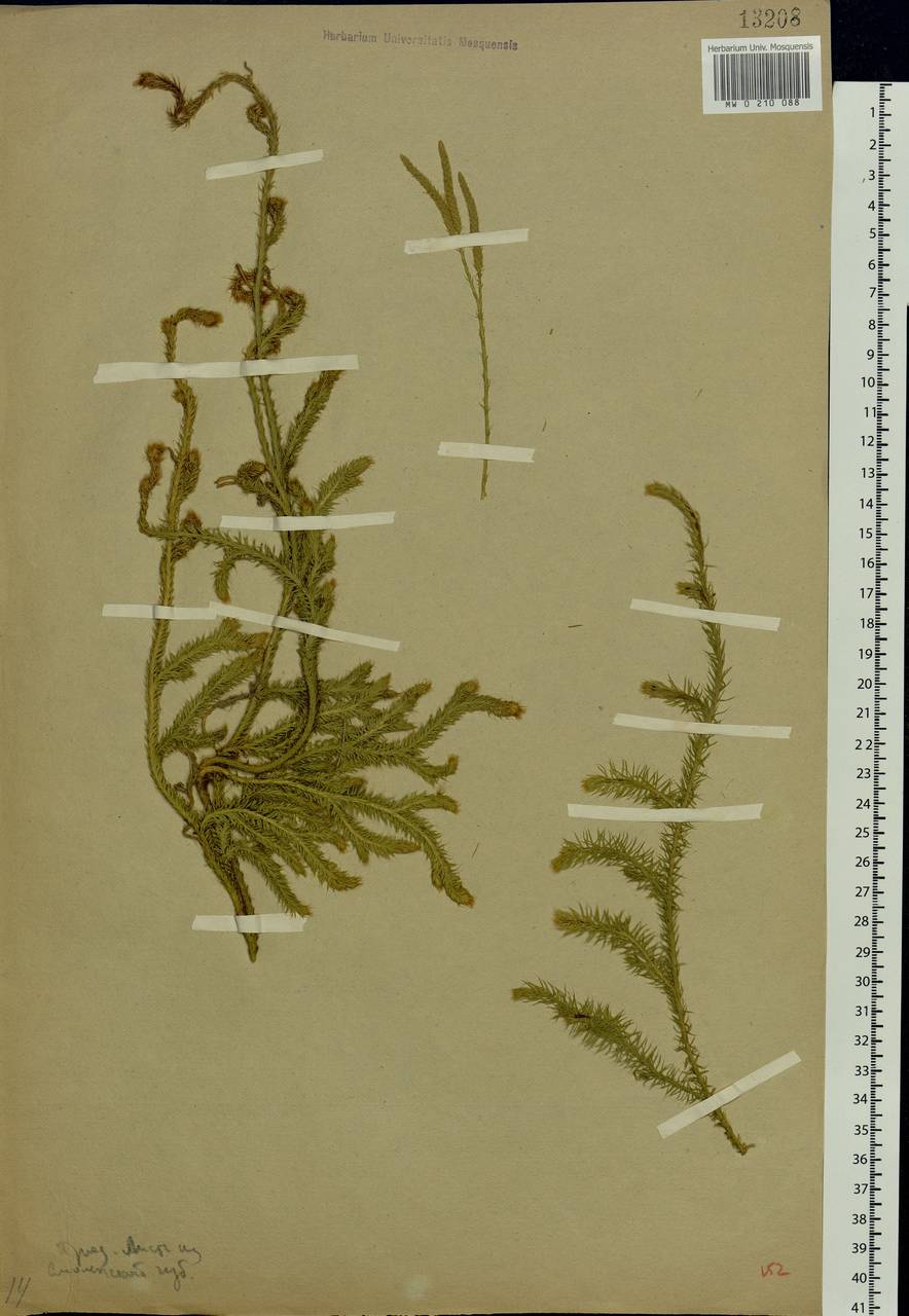 Lycopodium clavatum L., Eastern Europe, Western region (E3) (Russia)