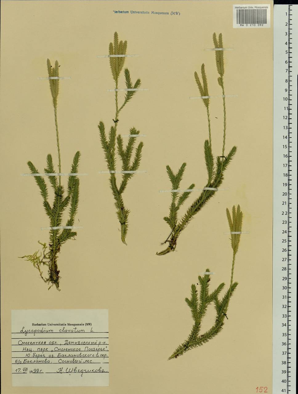 Lycopodium clavatum L., Eastern Europe, Western region (E3) (Russia)