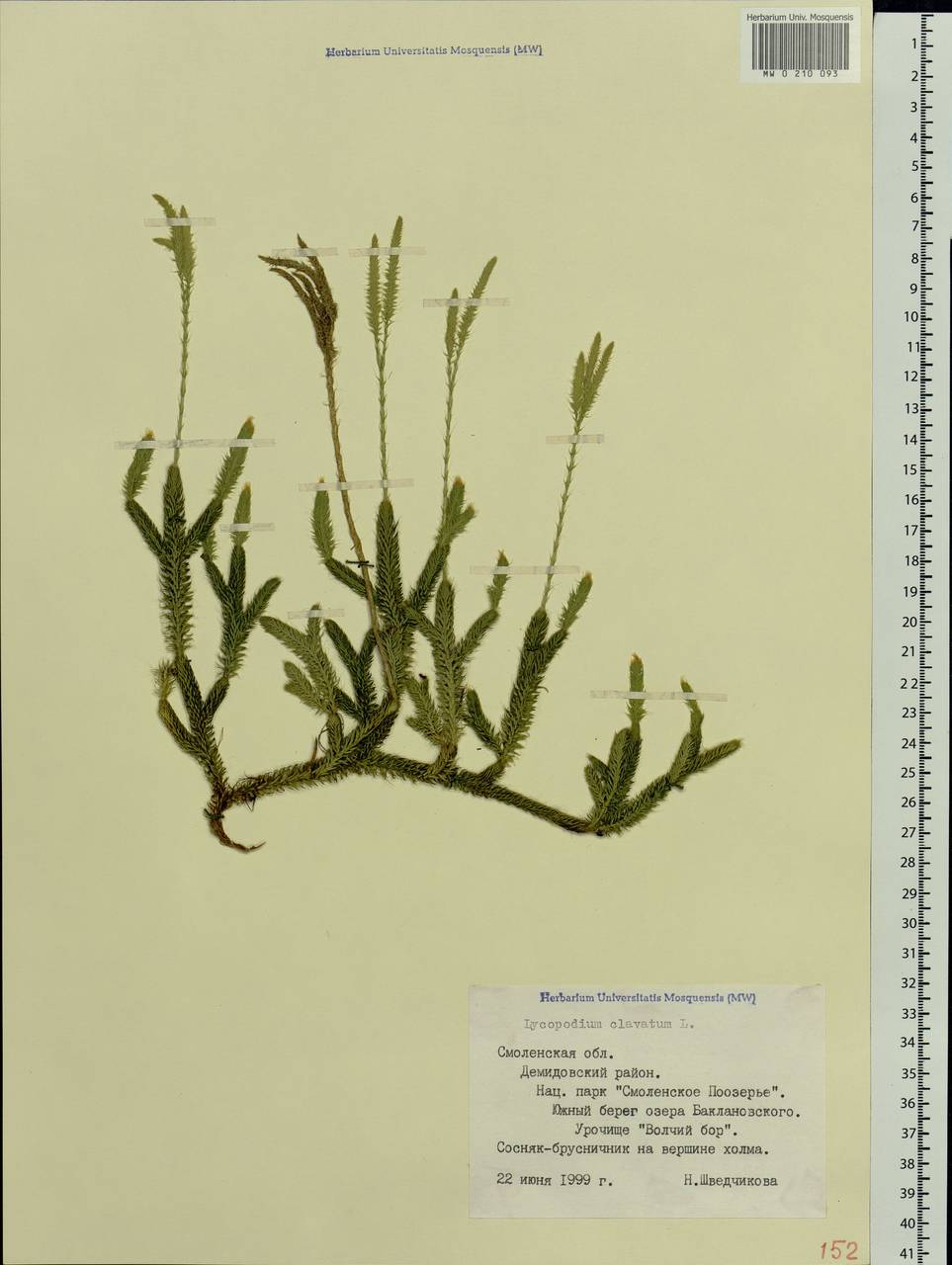 Lycopodium clavatum L., Eastern Europe, Western region (E3) (Russia)