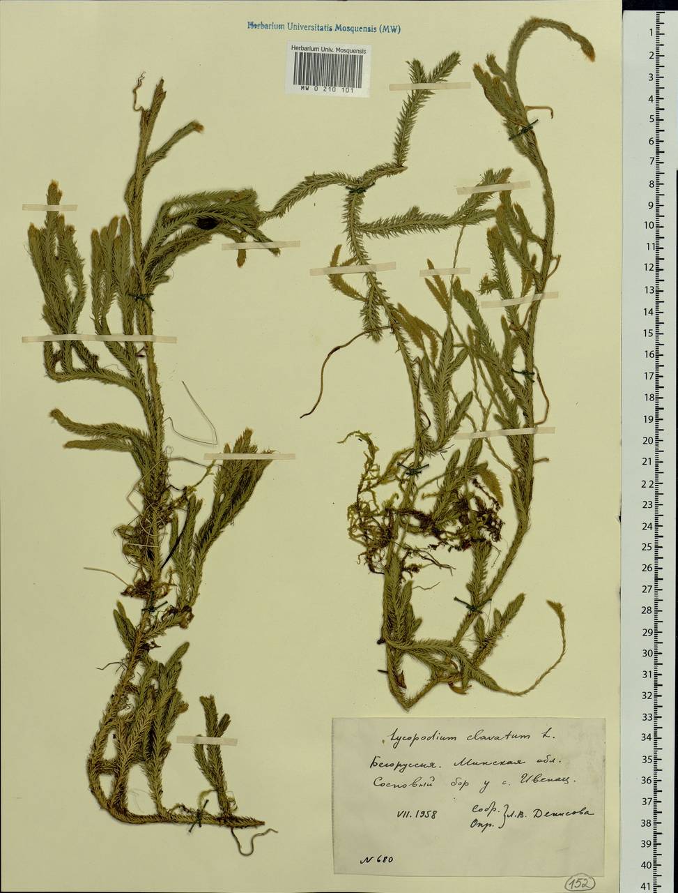 Lycopodium clavatum L., Eastern Europe, Belarus (E3a) (Belarus)