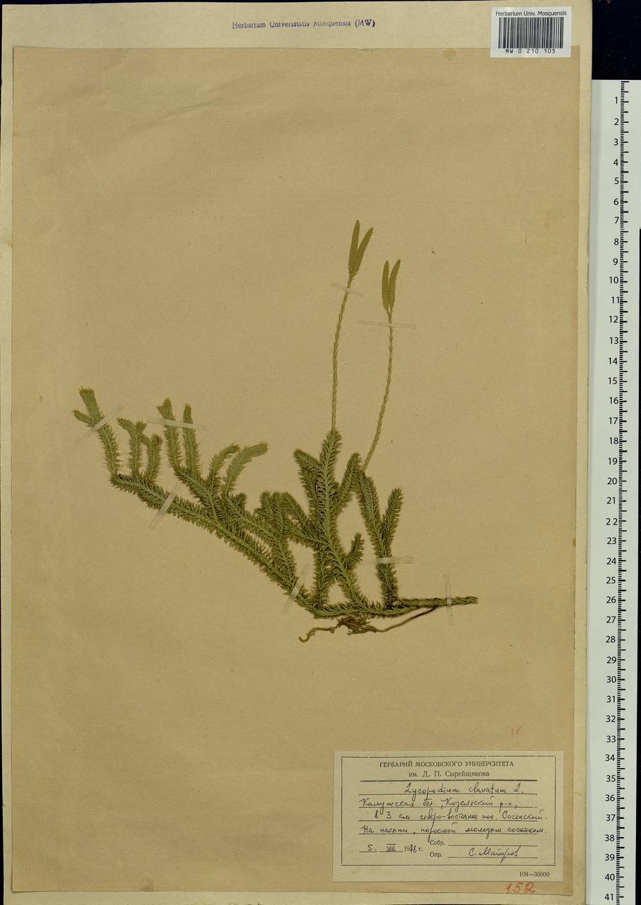 Lycopodium clavatum L., Eastern Europe, Central region (E4) (Russia)