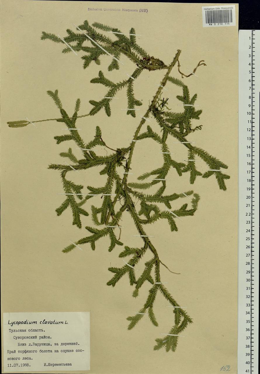Lycopodium clavatum L., Eastern Europe, Central region (E4) (Russia)