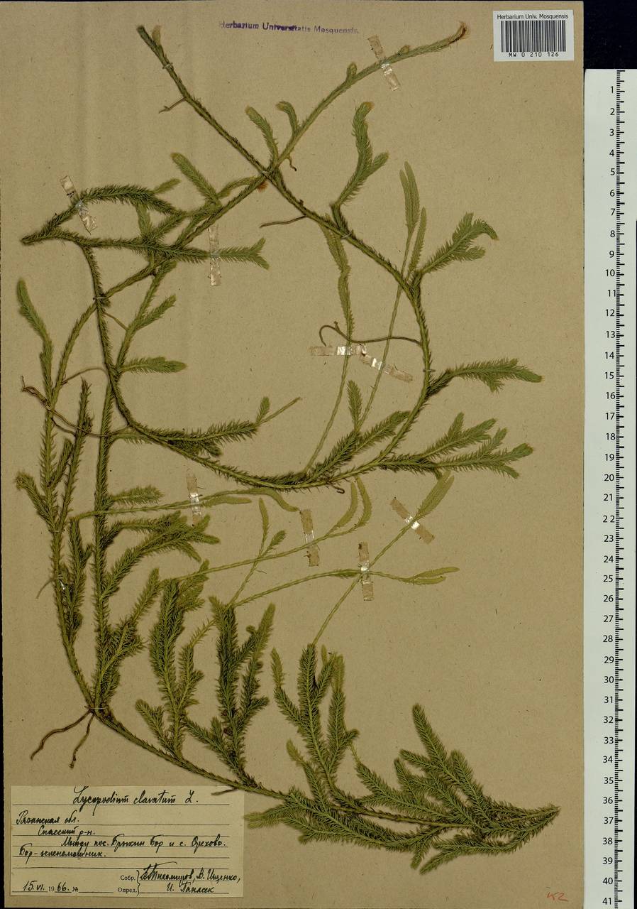 Lycopodium clavatum L., Eastern Europe, Central region (E4) (Russia)