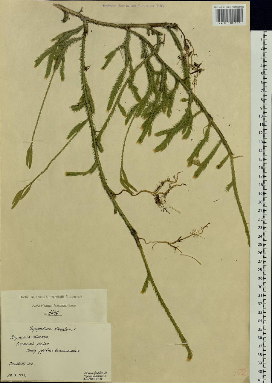 Lycopodium clavatum L., Eastern Europe, Central region (E4) (Russia)