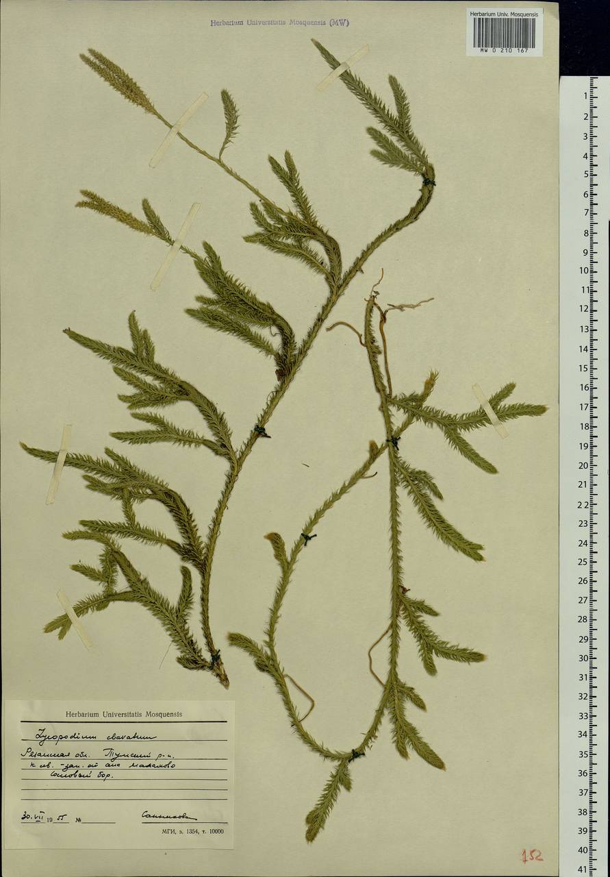 Lycopodium clavatum L., Eastern Europe, Central region (E4) (Russia)