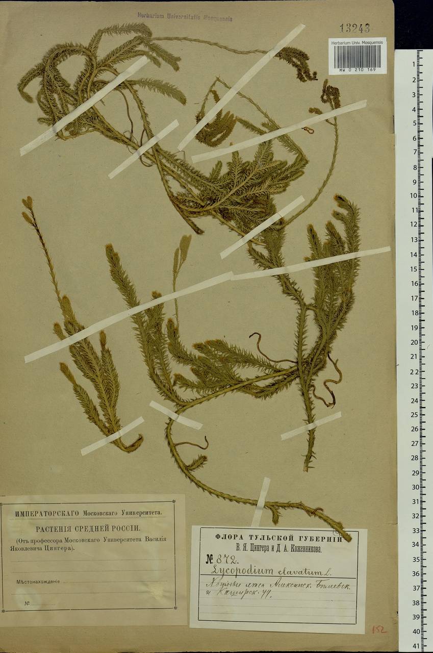 Lycopodium clavatum L., Eastern Europe, Central region (E4) (Russia)