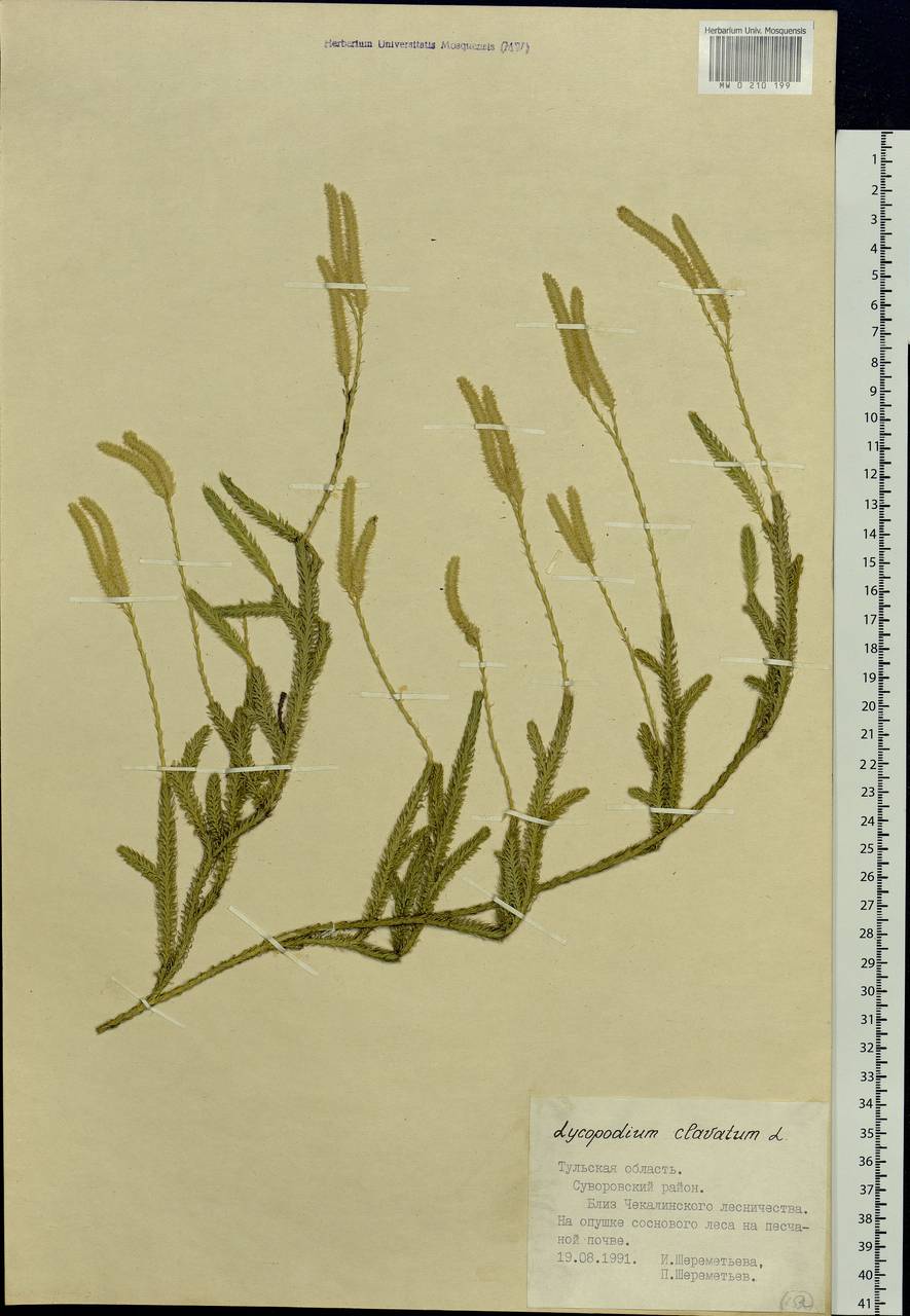 Lycopodium clavatum L., Eastern Europe, Central region (E4) (Russia)