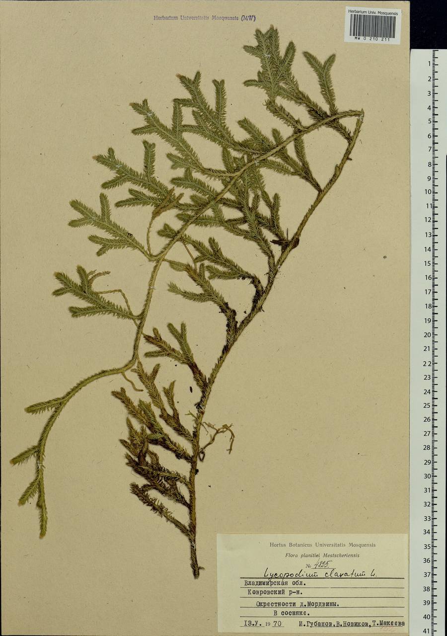 Lycopodium clavatum L., Eastern Europe, Central region (E4) (Russia)