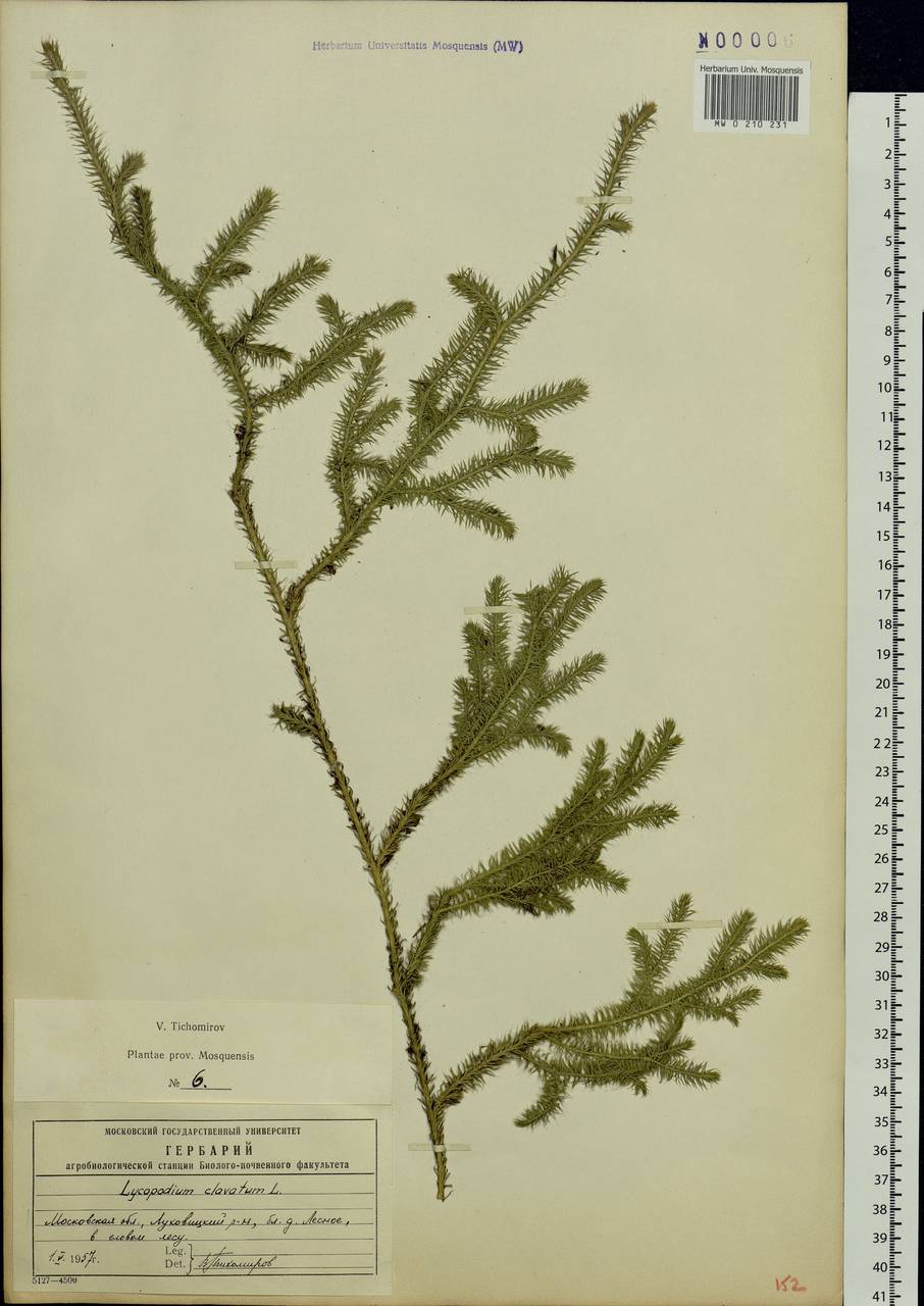 Lycopodium clavatum L., Eastern Europe, Moscow region (E4a) (Russia)
