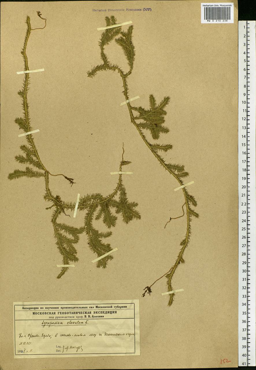 Lycopodium clavatum L., Eastern Europe, Moscow region (E4a) (Russia)