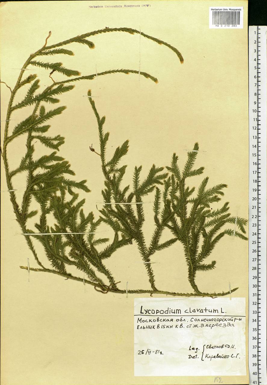 Lycopodium clavatum L., Eastern Europe, Moscow region (E4a) (Russia)