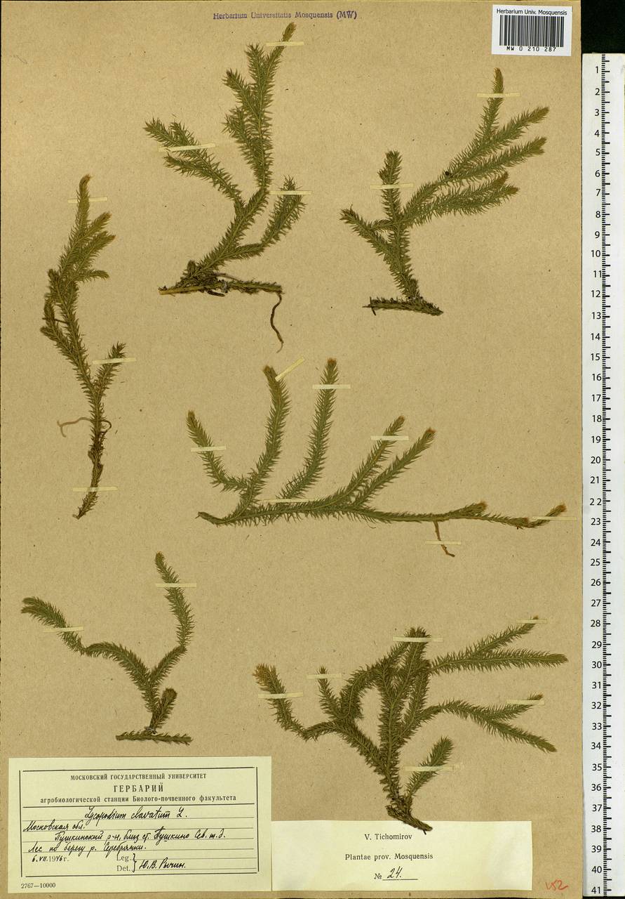Lycopodium clavatum L., Eastern Europe, Moscow region (E4a) (Russia)