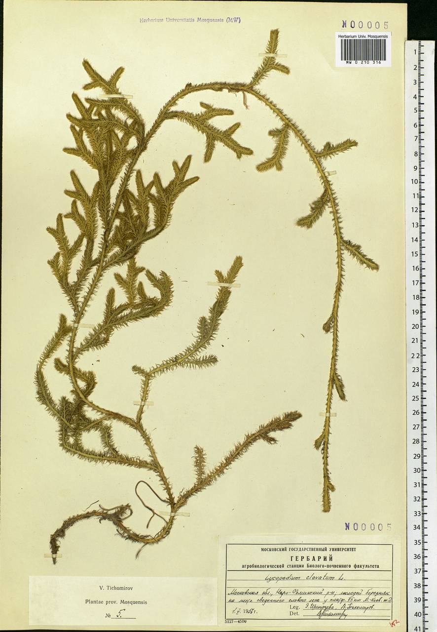 Lycopodium clavatum L., Eastern Europe, Moscow region (E4a) (Russia)
