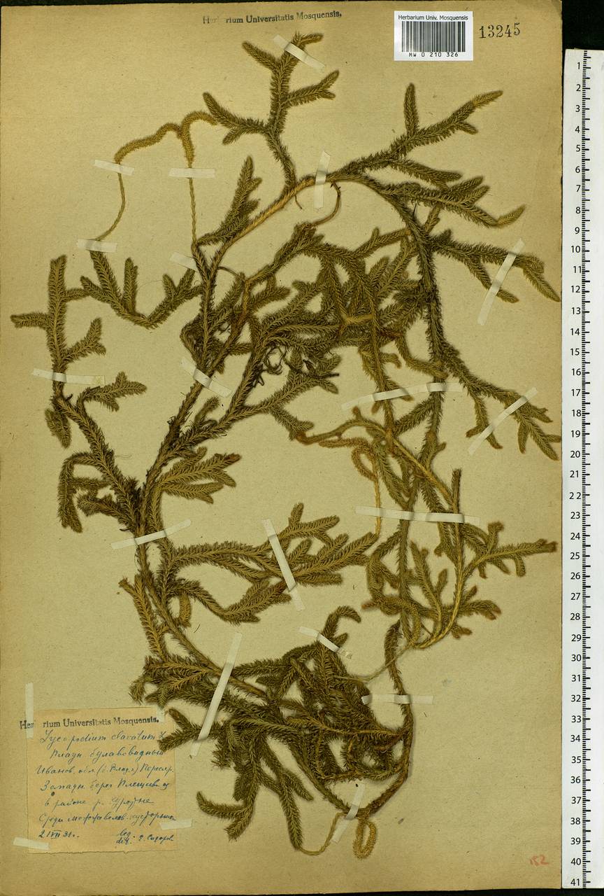 Lycopodium clavatum L., Eastern Europe, Central forest region (E5) (Russia)
