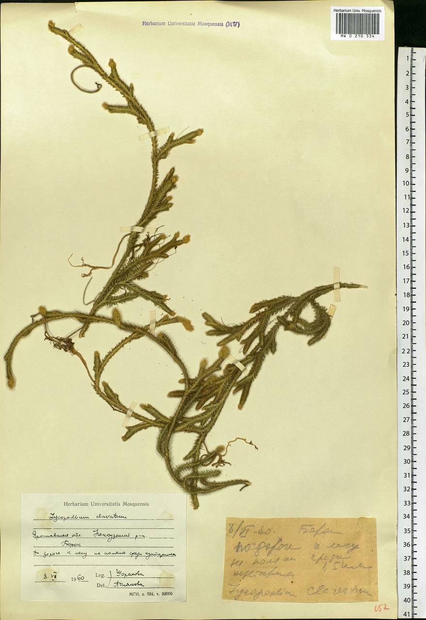 Lycopodium clavatum L., Eastern Europe, Central forest region (E5) (Russia)