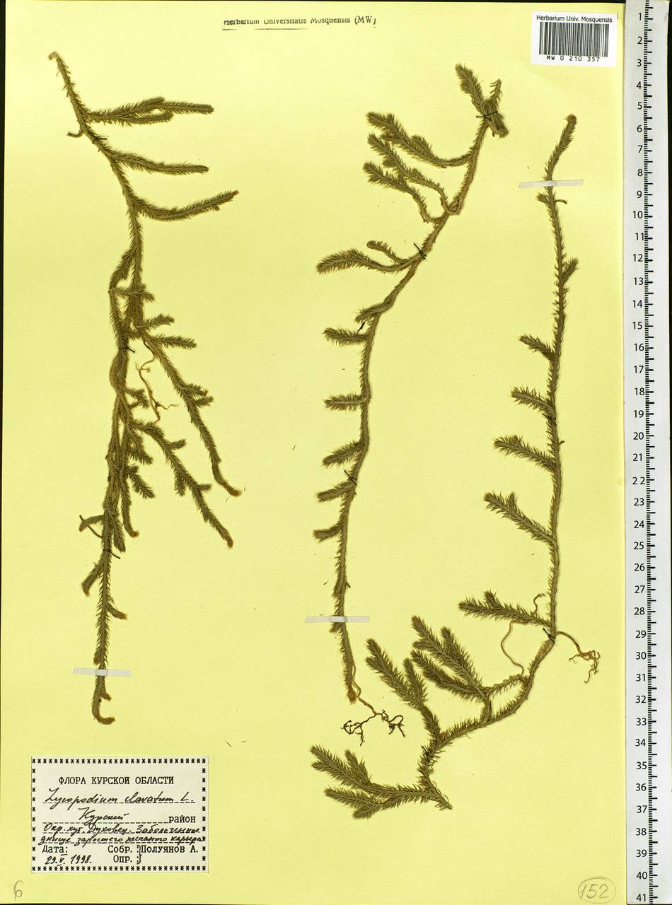 Lycopodium clavatum L., Eastern Europe, Central forest-and-steppe region (E6) (Russia)