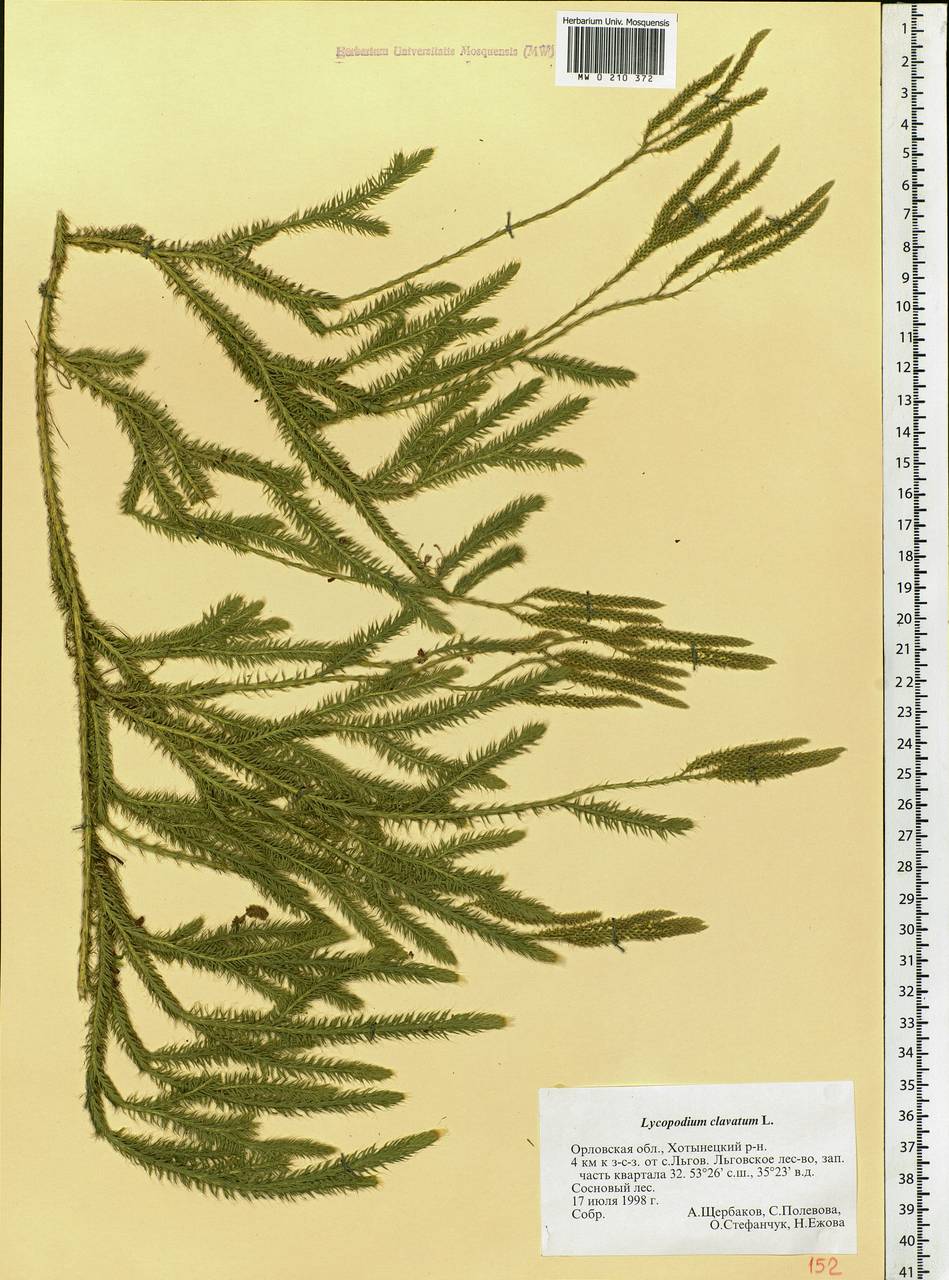 Lycopodium clavatum L., Eastern Europe, Central forest-and-steppe region (E6) (Russia)