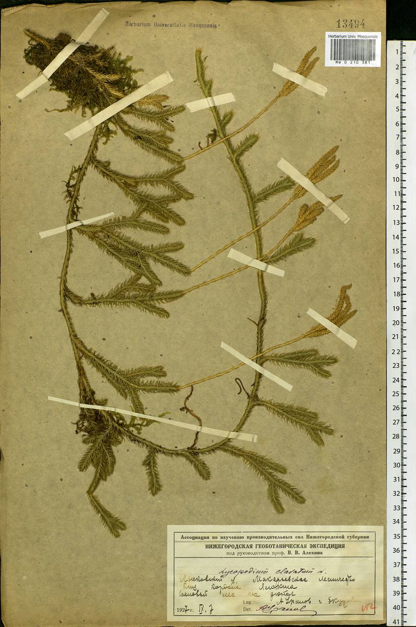 Lycopodium clavatum L., Eastern Europe, Volga-Kama region (E7) (Russia)