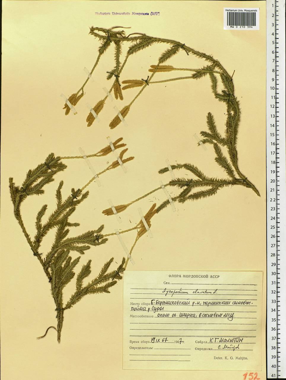 Lycopodium clavatum L., Eastern Europe, Middle Volga region (E8) (Russia)