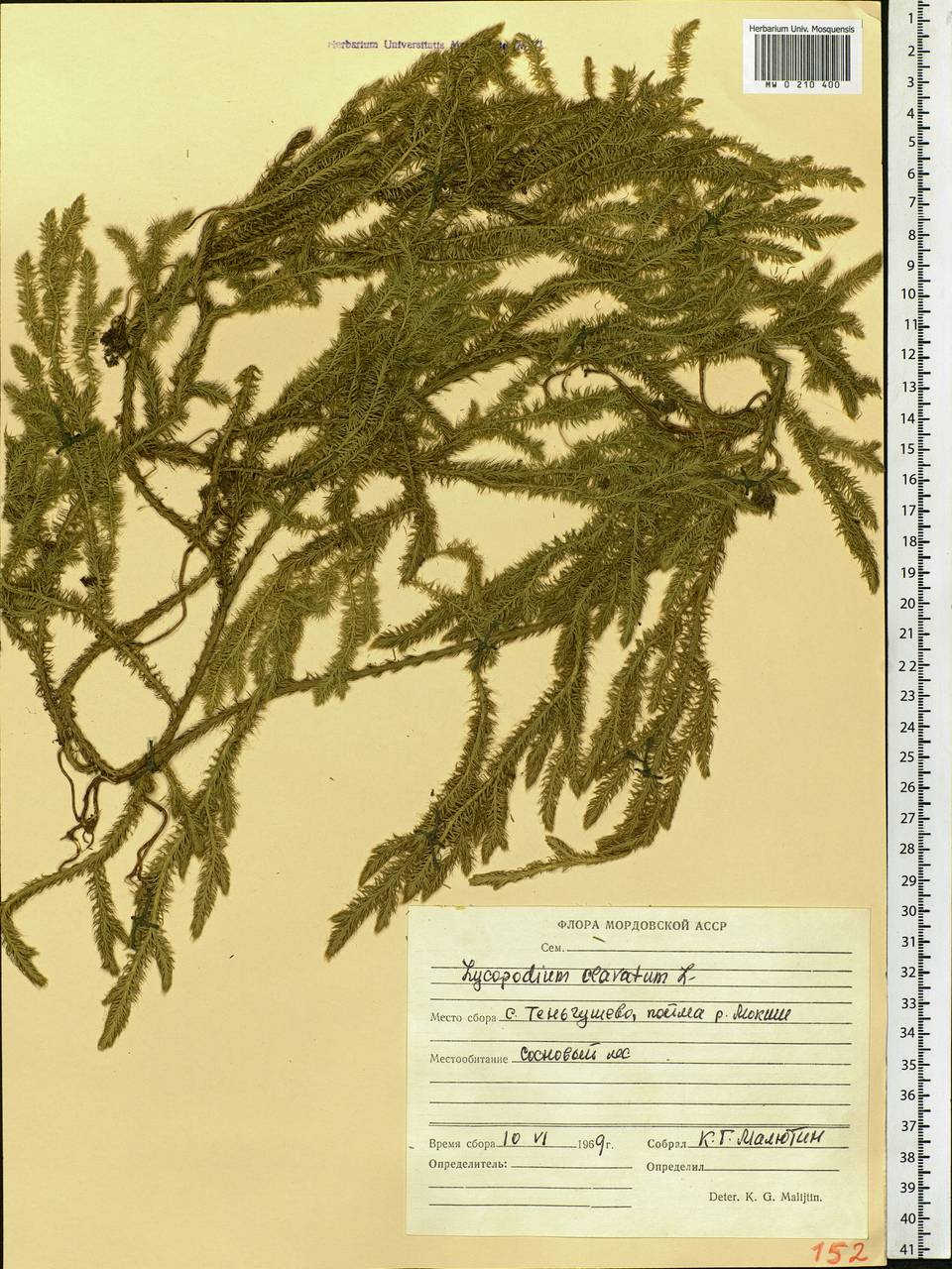 Lycopodium clavatum L., Eastern Europe, Middle Volga region (E8) (Russia)