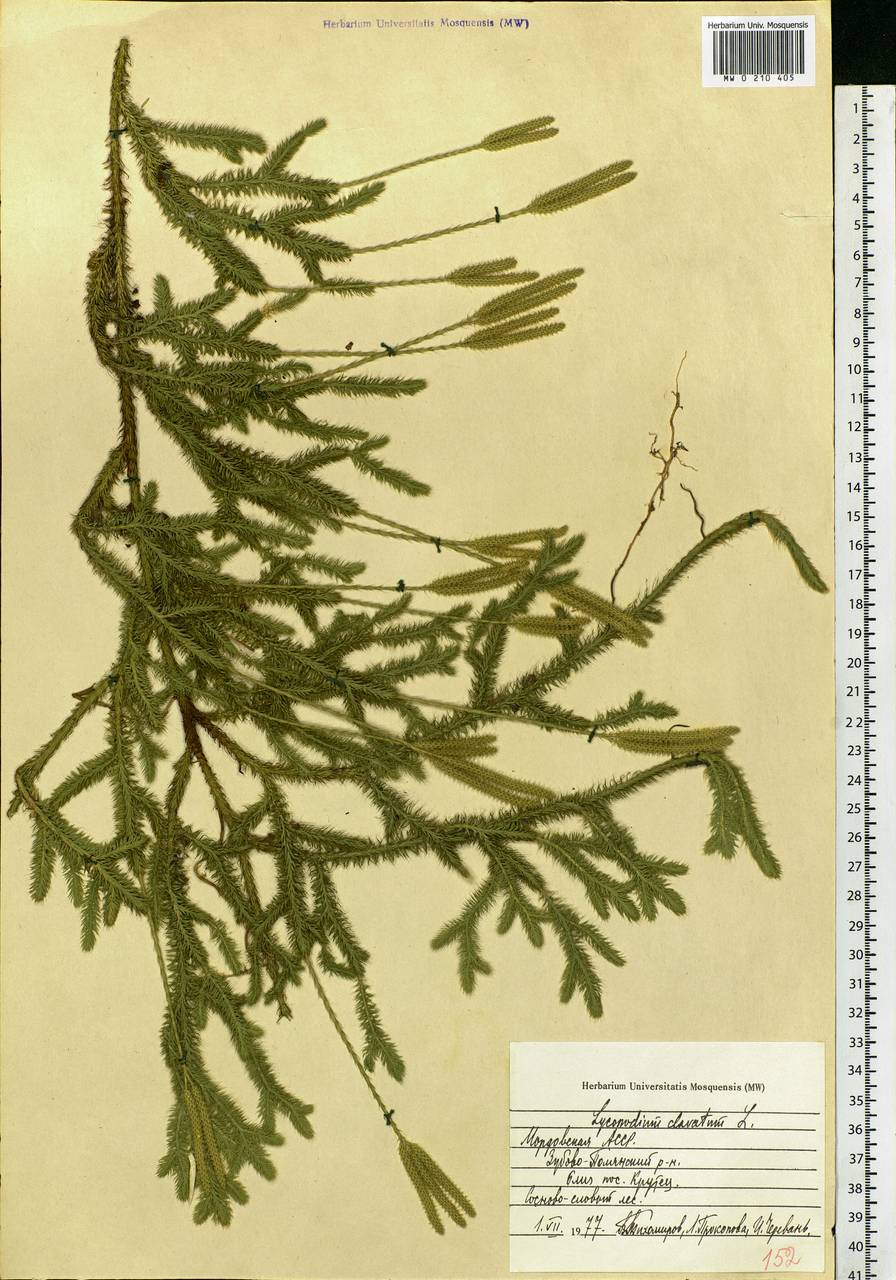 Lycopodium clavatum L., Eastern Europe, Middle Volga region (E8) (Russia)