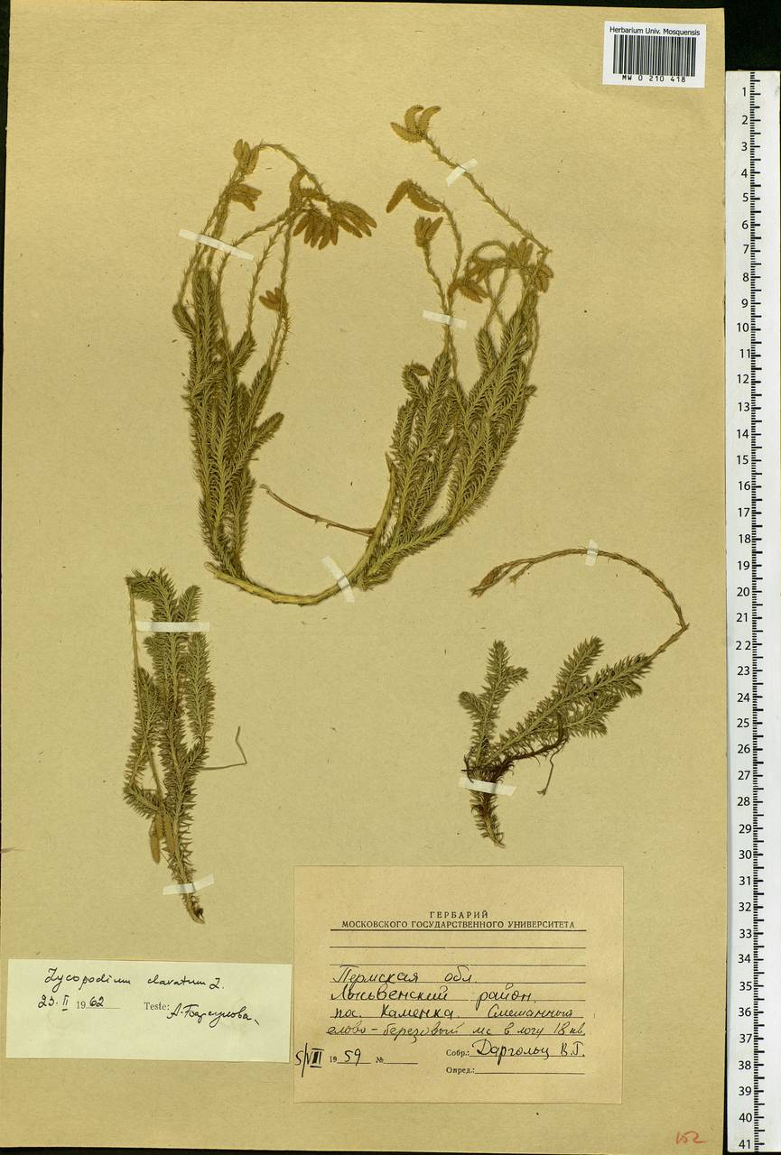 Lycopodium clavatum L., Eastern Europe, Eastern region (E10) (Russia)