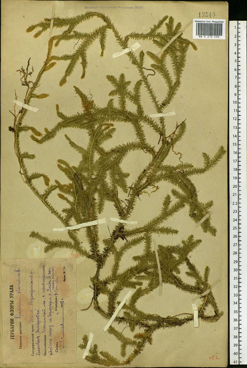 Lycopodium clavatum L., Eastern Europe, Eastern region (E10) (Russia)