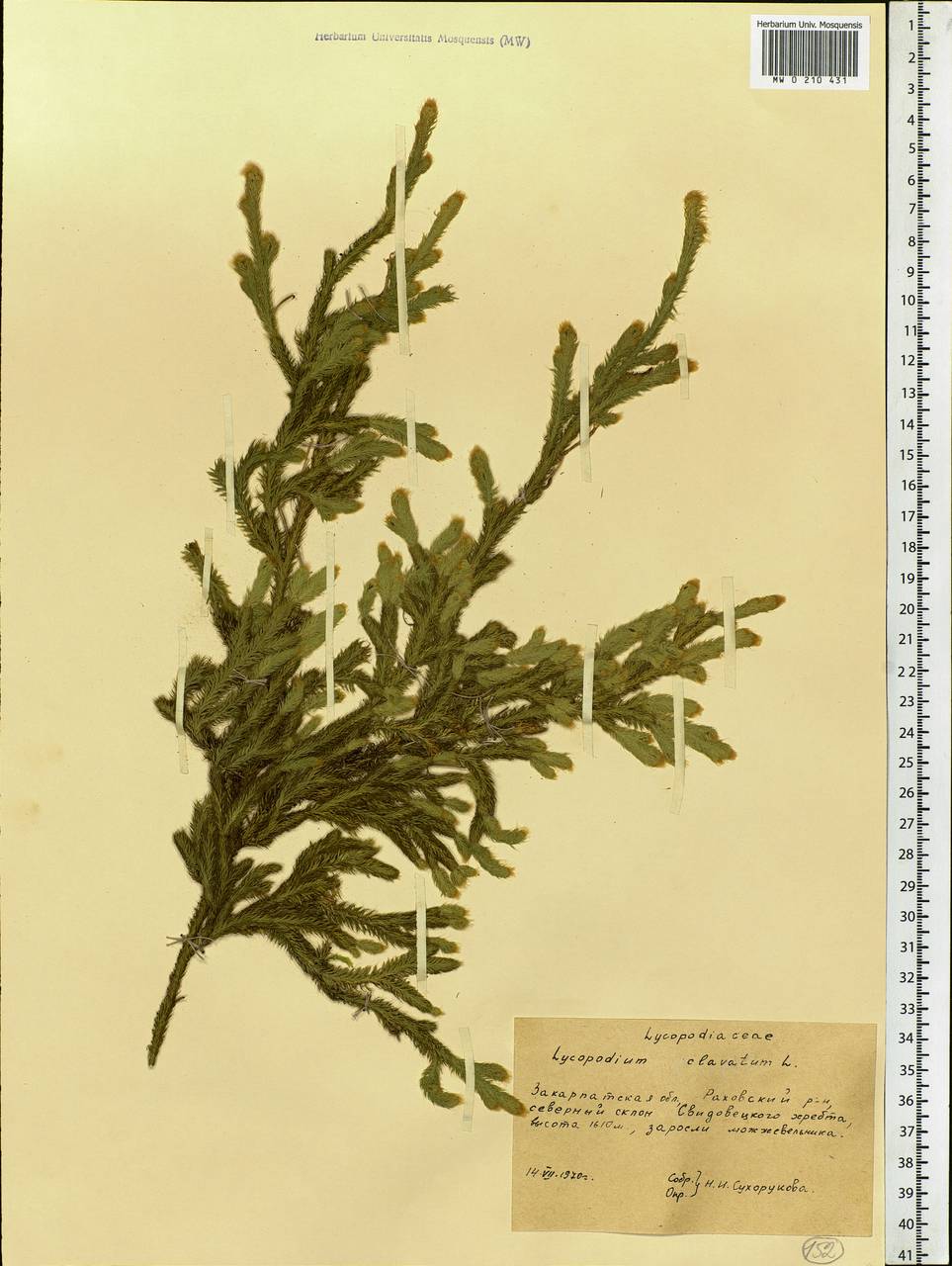 Lycopodium clavatum L., Eastern Europe, West Ukrainian region (E13) (Ukraine)