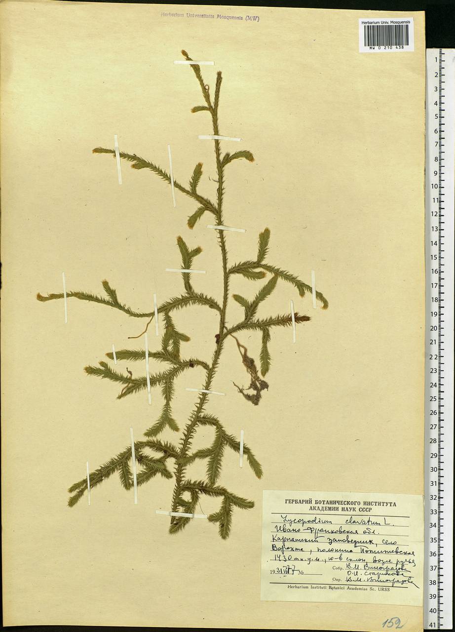 Lycopodium clavatum L., Eastern Europe, West Ukrainian region (E13) (Ukraine)