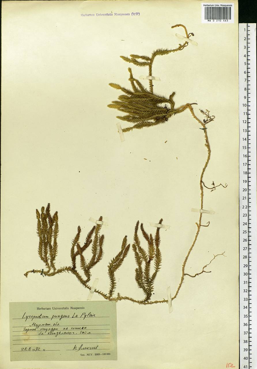 Spinulum annotinum subsp. dubium (Zoëga) J.H.Xue, Chepinoga & K.P.Ma, Eastern Europe, Northern region (E1) (Russia)
