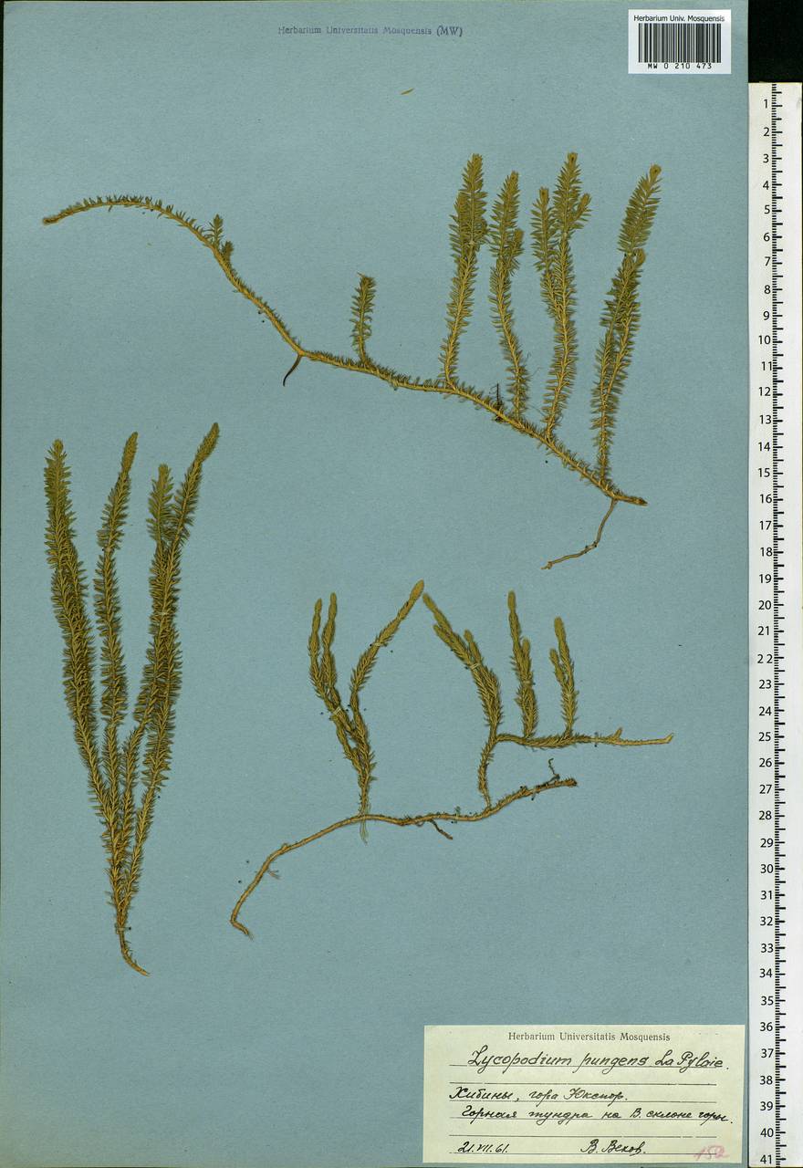 Spinulum annotinum subsp. alpestre (Hartm.) Uotila, Eastern Europe, Northern region (E1) (Russia)