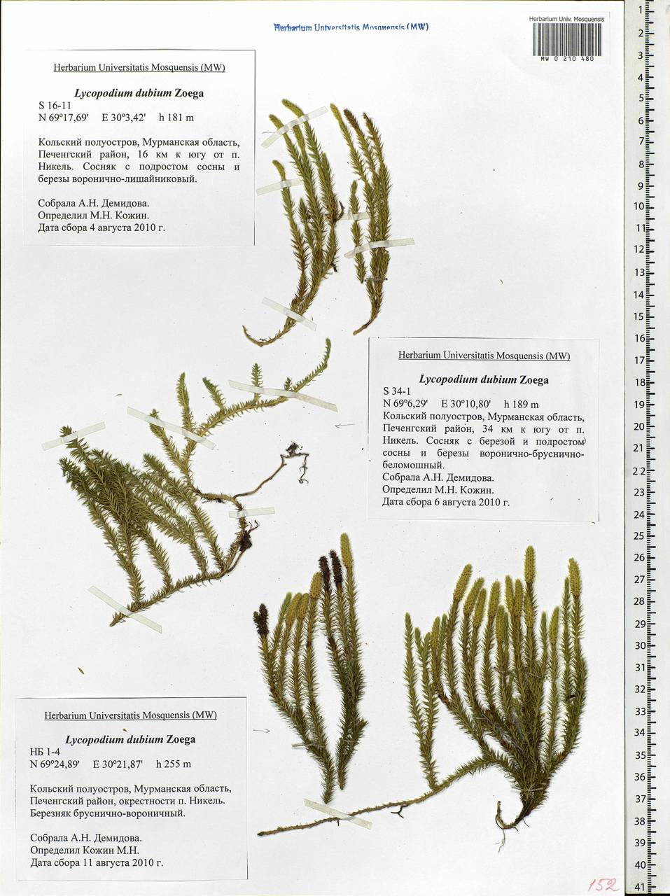 Spinulum annotinum subsp. dubium (Zoëga) J.H.Xue, Chepinoga & K.P.Ma, Eastern Europe, Northern region (E1) (Russia)