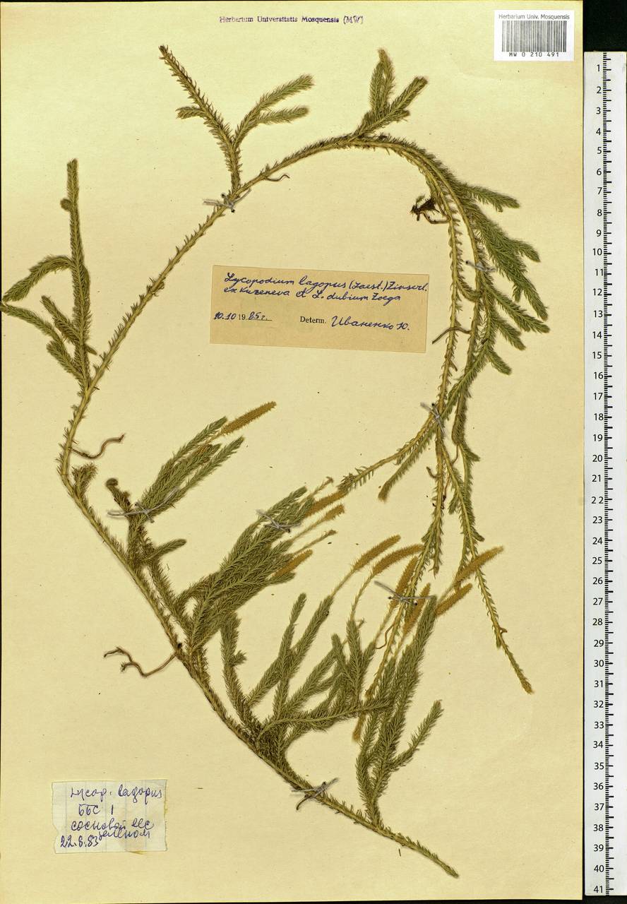 Lycopodium lagopus (Laest. ex C. Hartm.) Zinserl. ex Kuzen., Eastern Europe, Northern region (E1) (Russia)