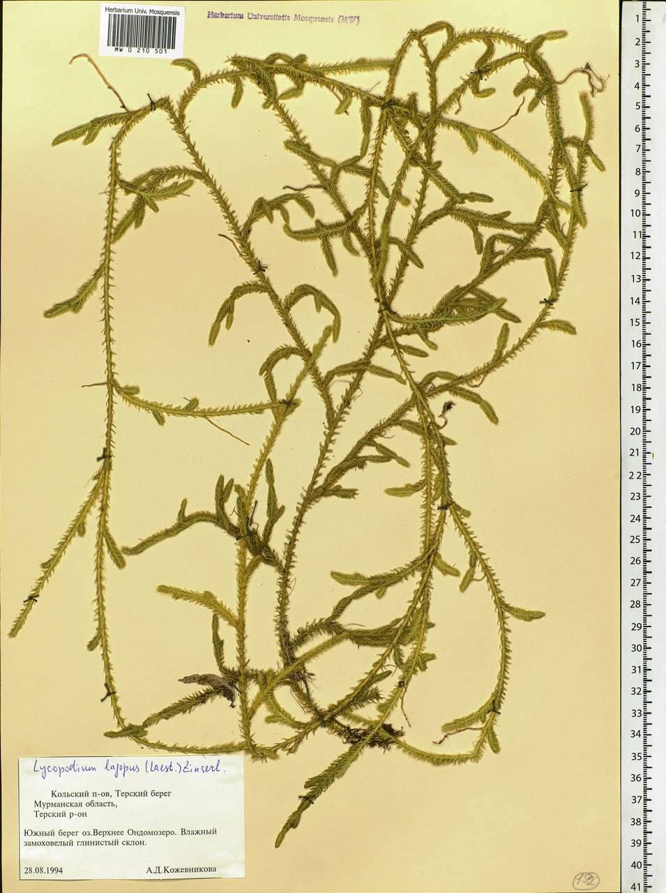 Lycopodium lagopus (Laest. ex C. Hartm.) Zinserl. ex Kuzen., Eastern Europe, Northern region (E1) (Russia)