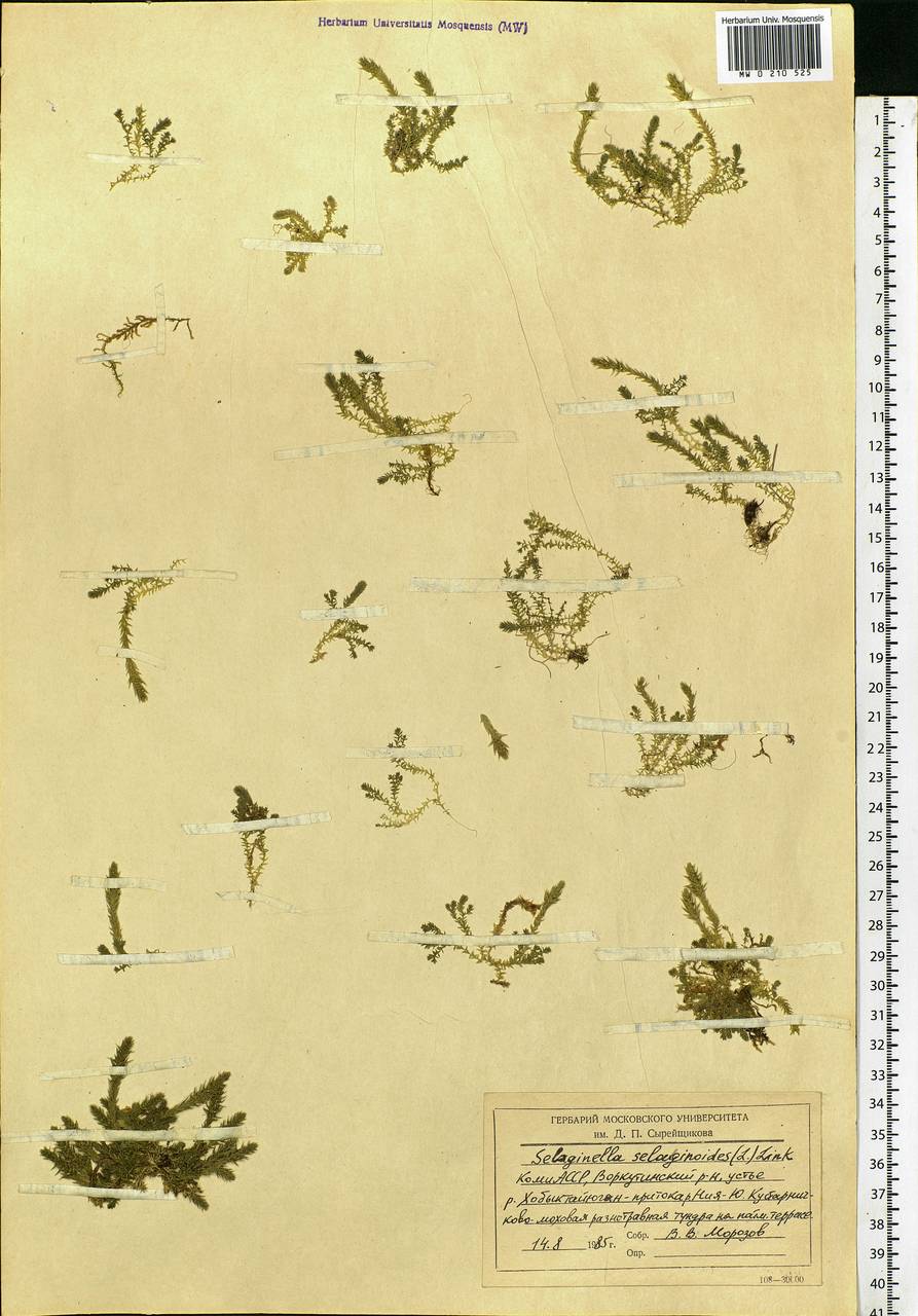Selaginella selaginoides (L.) P.Beauv. ex Mart. & Schrank, Eastern Europe, Northern region (E1) (Russia)