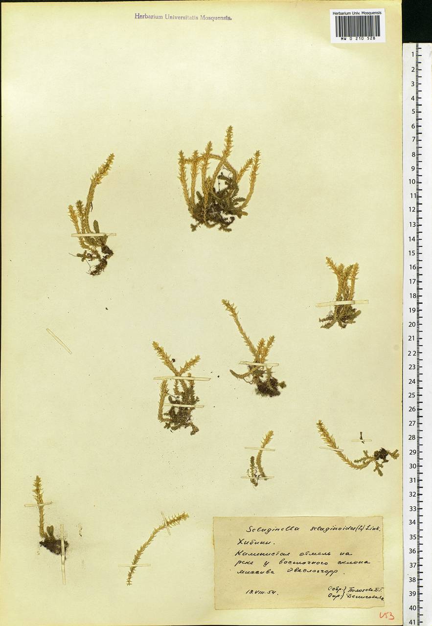 Selaginoides spinulosa (A. Braun ex Döll) Li Bing Zhang & X. M. Zhou, Eastern Europe, Northern region (E1) (Russia)
