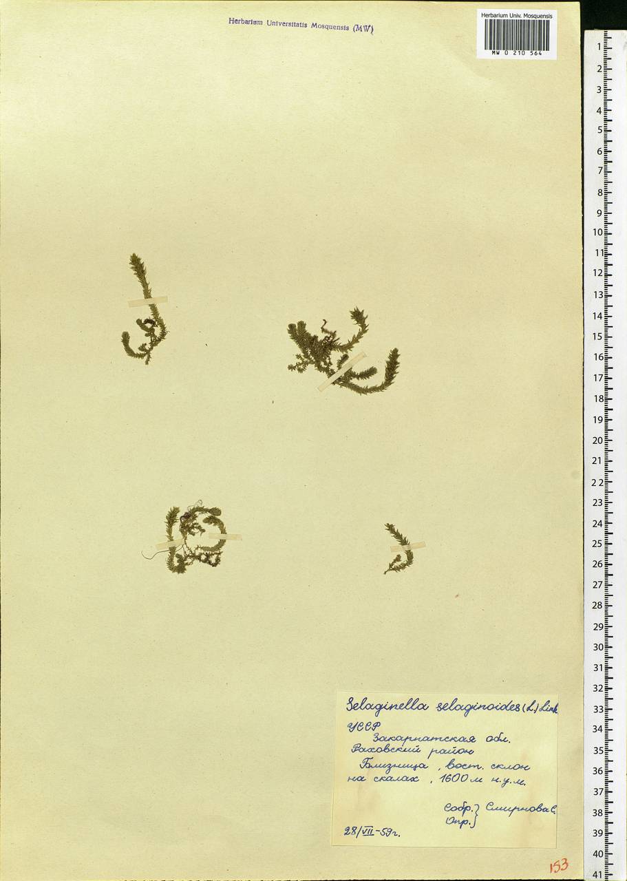 Selaginoides spinulosa (A. Braun ex Döll) Li Bing Zhang & X. M. Zhou, Eastern Europe, West Ukrainian region (E13) (Ukraine)