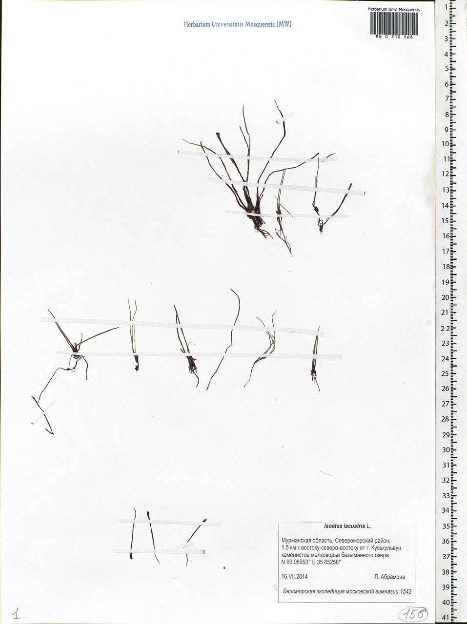 Isoetes lacustris L., Eastern Europe, Northern region (E1) (Russia)