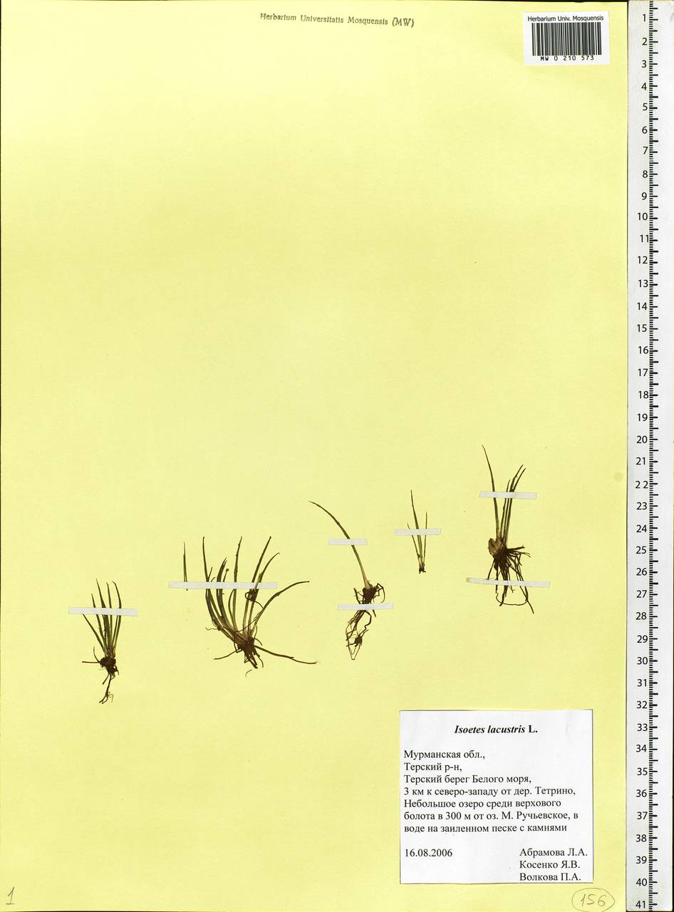 Isoetes lacustris L., Eastern Europe, Northern region (E1) (Russia)