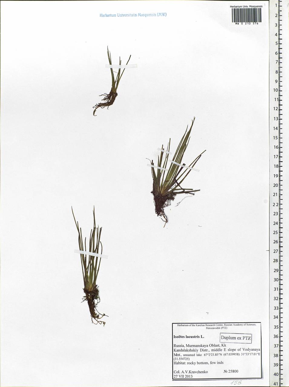 Isoetes lacustris L., Eastern Europe, Northern region (E1) (Russia)