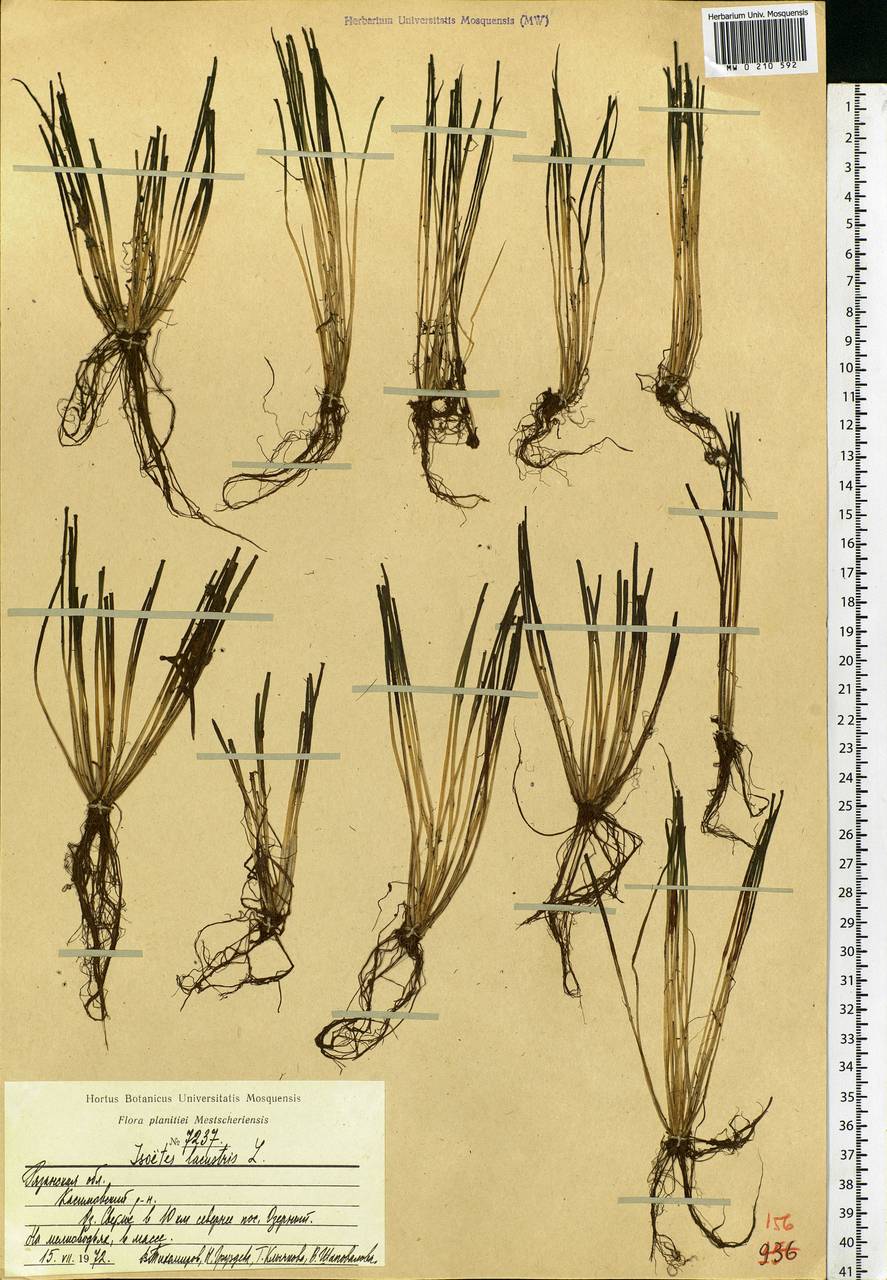 Isoetes lacustris L., Eastern Europe, Central region (E4) (Russia)