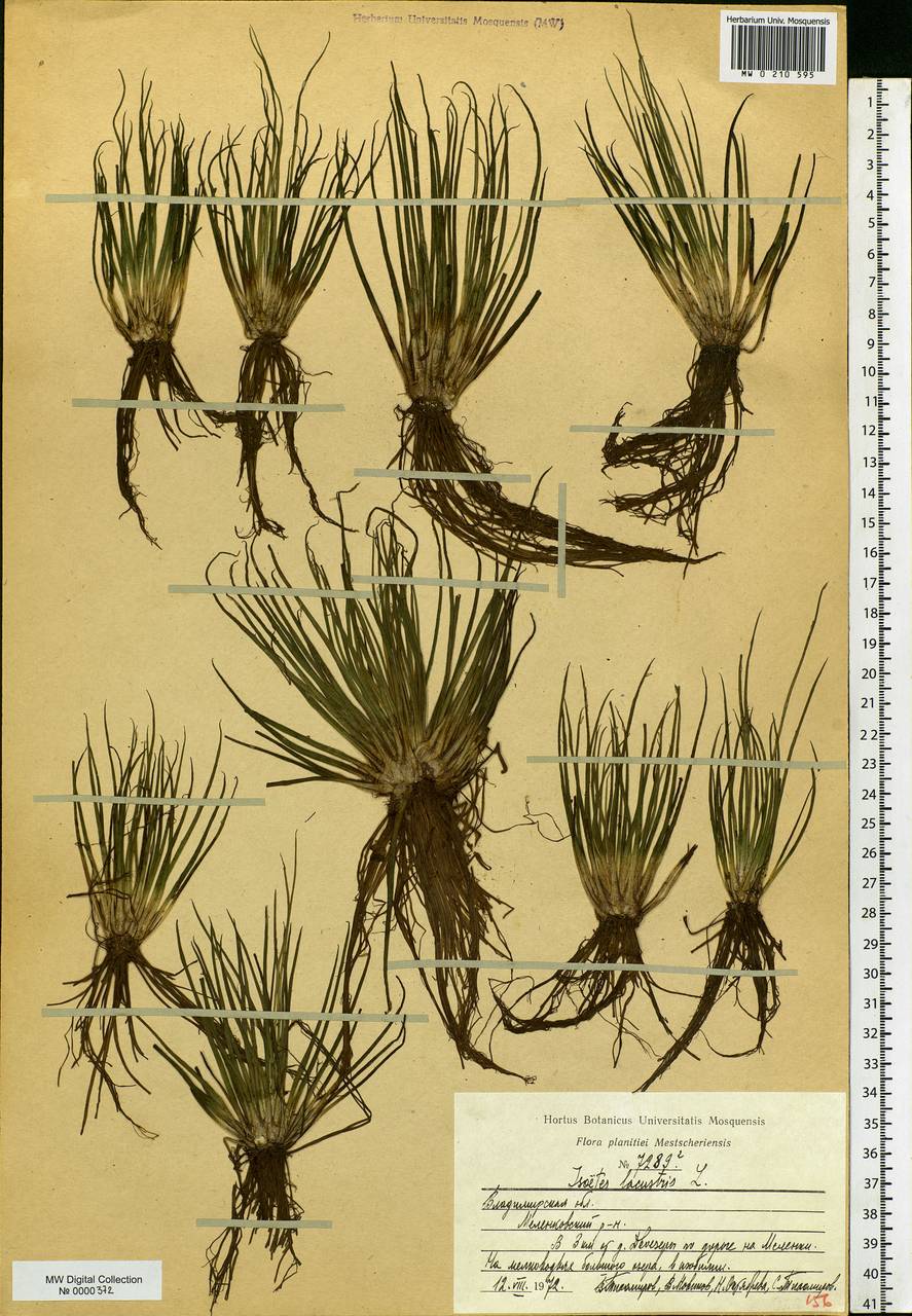 Isoetes lacustris L., Eastern Europe, Central region (E4) (Russia)